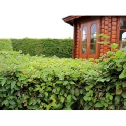 Almindelig Bøg / Bøgehæk Fagus Sylvatica Med Klump,- 150-175 Cm. 7 Almindelig Bøg / Bøgehæk Fagus Sylvatica Med Klump,- 150-175 Cm. -Plantetorvet p816 33908 fagus sylvatica 87bb 3