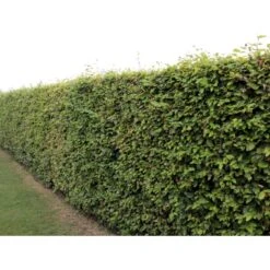 Almindelig Bøg / Bøgehæk Fagus Sylvatica Barrods, Omplantet 3 års 100-120 Cm. 8 Almindelig Bøg / Bøgehæk Fagus Sylvatica Barrods, Omplantet 3 års 100-120 Cm. -Plantetorvet p816 33909 fagus sylvatica 4b65 2