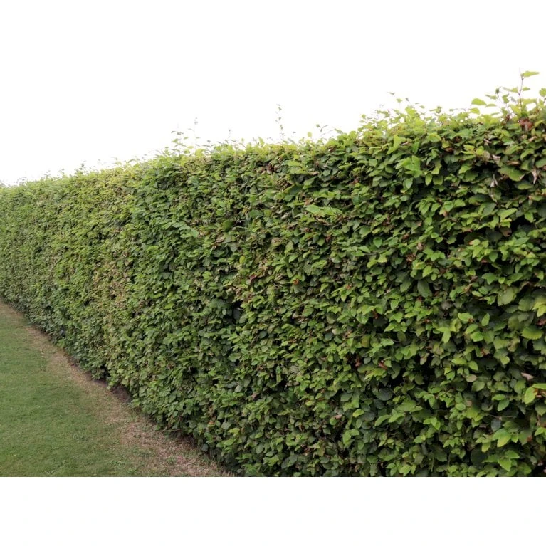 Almindelig Bøg / Bøgehæk Fagus Sylvatica Med klump,- 150-175 cm. Almindelig Bøg / Bøgehæk Fagus Sylvatica Med Klump,- 150-175 Cm. -Plantetorvet p816 33909 fagus sylvatica 4b65 3