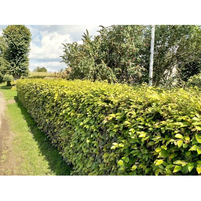 Almindelig Bøg / Bøgehæk Fagus Sylvatica Barrods, omplantet 3 års 100-120 cm. Almindelig Bøg / Bøgehæk Fagus Sylvatica Barrods, Omplantet 3 års 100-120 Cm. -Plantetorvet p816 34340 fagus sylvatica 8b32 2