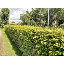 Almindelig Bøg / Bøgehæk Fagus Sylvatica Med Klump,- 150-175 Cm. 9 Almindelig Bøg / Bøgehæk Fagus Sylvatica Med Klump,- 150-175 Cm. -Plantetorvet p816 34340 fagus sylvatica 8b32 3