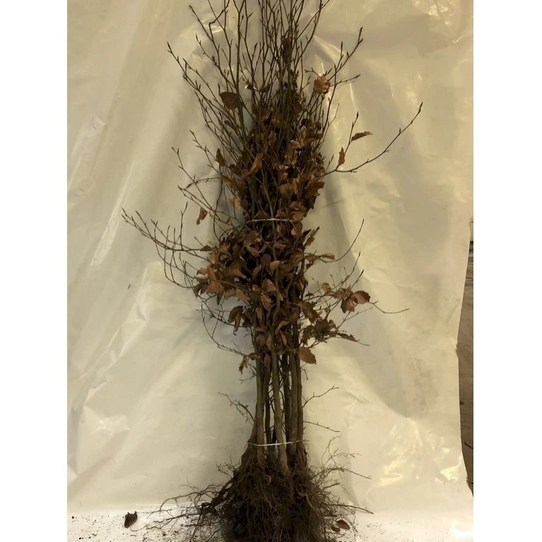 Almindelig Bøg / Bøgehæk Fagus Sylvatica Barrods, omplantet 3 års 100-120 cm. Almindelig Bøg / Bøgehæk Fagus Sylvatica Barrods, Omplantet 3 års 100-120 Cm. -Plantetorvet p816 45740 fagus sylvatica 3274