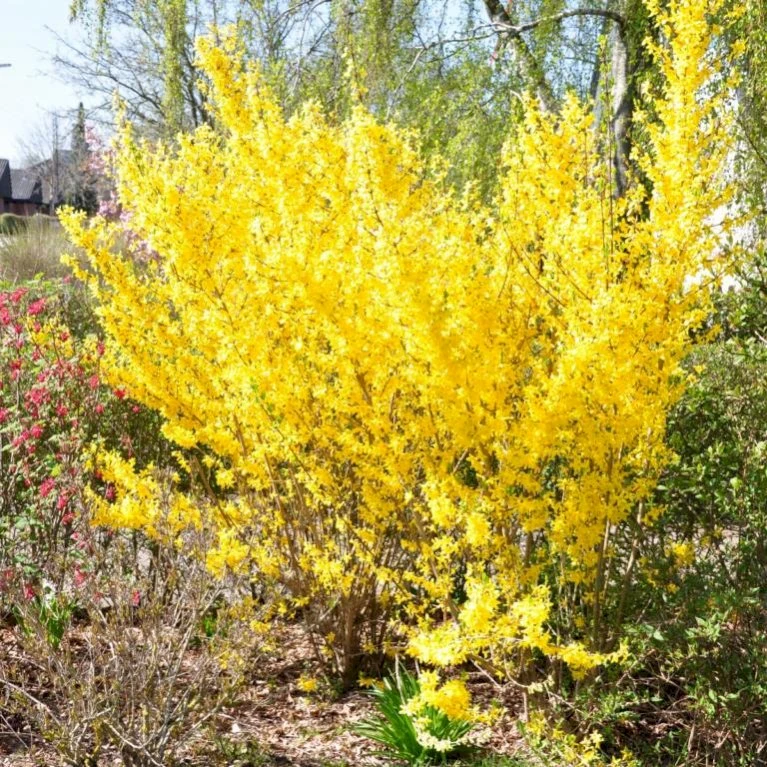 Vårguld 'Lynwood' Forsythia Intermedia 'Lynwood' 5 Liter potte Vårguld 'Lynwood' Forsythia Intermedia 'Lynwood' 5 Liter Potte -Plantetorvet p840 47329 forsythia intermedia lynwood dbf5