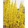 Vårguld 'Lynwood' Forsythia Intermedia 'Lynwood' 5 Liter Potte -Plantetorvet p840 692 forsythia intermedia lynwood 2f9c