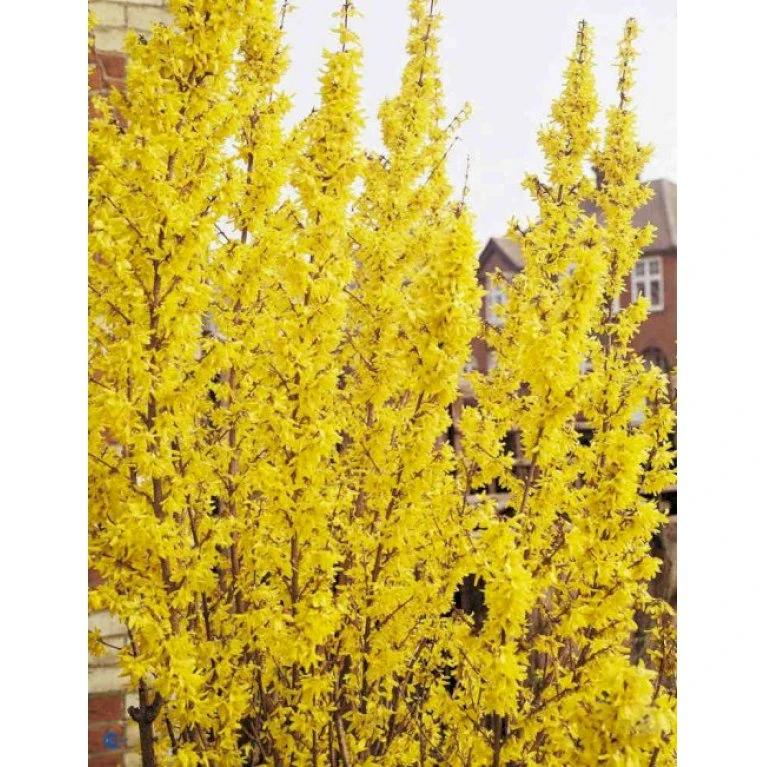 Vårguld 'Lynwood' Forsythia Intermedia 'Lynwood' 5 Liter potte Vårguld 'Lynwood' Forsythia Intermedia 'Lynwood' 5 Liter Potte -Plantetorvet p840 692 forsythia intermedia lynwood 2f9c