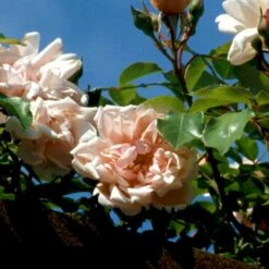 'Albertine' Rosa Wichuraiana 'Albertine' (Slyngrose) A-Kvalitet,- Barrods Roser Min. 3 Grene -Plantetorvet p865 52297 rosa wichuraiana albertine slyngrose 9997