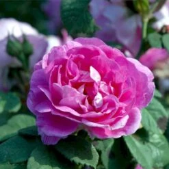 'Bourbon Queen' Rosa Bourboniana 'Bourbon Queen' (Bourbonrose) A-Kvalitet,- Barrods Roser Min. 3 Grene