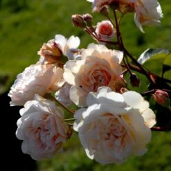 'Buff Beauty' Rosa Moschata 'Buff Beauty' (Moskusrose) A-Kvalitet,- Barrods Roser Min. 3 Grene 4 'Buff Beauty' Rosa Moschata 'Buff Beauty' (Moskusrose) A-Kvalitet,- Barrods Roser Min. 3 Grene -Plantetorvet p870 52320 rosa moschata buff beauty moschatarose b89c