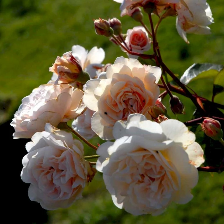 'Buff Beauty' Rosa Moschata 'Buff Beauty' (Moskusrose) A-Kvalitet,- barrods roser min. 3 grene 'Buff Beauty' Rosa Moschata 'Buff Beauty' (Moskusrose) A-Kvalitet,- Barrods Roser Min. 3 Grene -Plantetorvet p870 52320 rosa moschata buff beauty moschatarose b89c