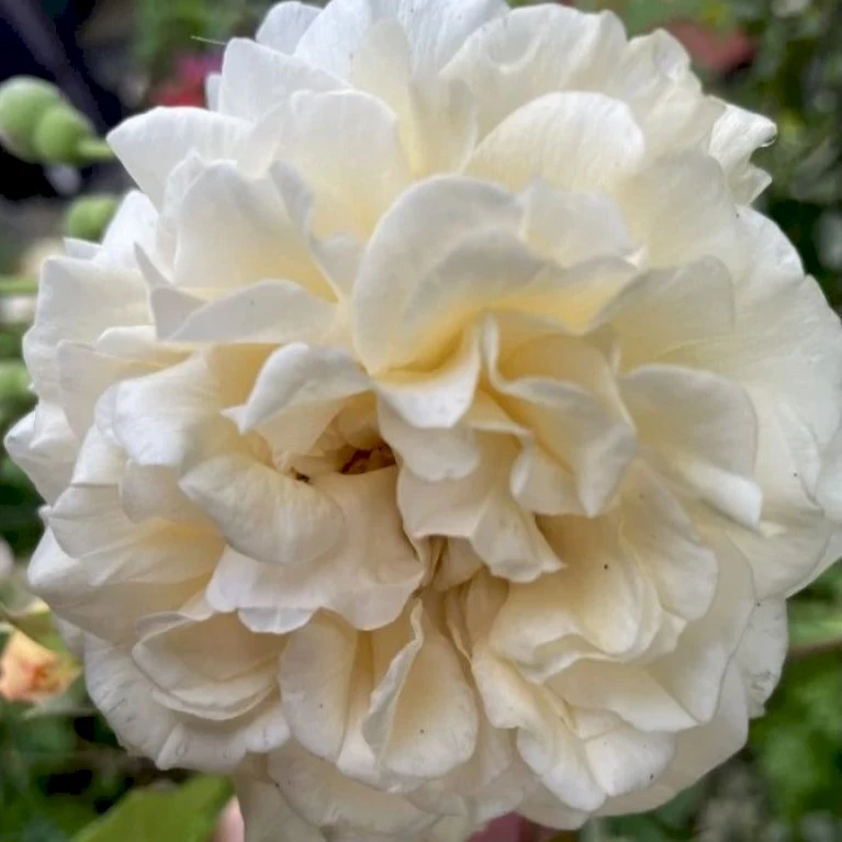 'Buff Beauty' Rosa Moschata 'Buff Beauty' (Moskusrose) A-Kvalitet,- barrods roser min. 3 grene 'Buff Beauty' Rosa Moschata 'Buff Beauty' (Moskusrose) A-Kvalitet,- Barrods Roser Min. 3 Grene -Plantetorvet p870 52321 rosa moschata buff beauty moschatarose bc21