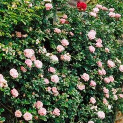 'Gerbe Rose' Rosa Wichuraiana 'Gerbe Rose' (Slyngrose) A-Kvalitet,- Barrods Roser Min. 3 Grene 4 'Gerbe Rose' Rosa Wichuraiana 'Gerbe Rose' (Slyngrose) A-Kvalitet,- Barrods Roser Min. 3 Grene -Plantetorvet p882 52398 rosa wichuraiana gerbe rose slyngrose c496