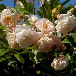'Ghislaine De Féligonde' Rosa Moschata 'Ghislaine De Féligonde' (Moskusrose) A-Kvalitet,- Barrods Roser Min. 3 Grene -Plantetorvet p883 52401 rosa moschata ghislaine de feligonde moschatarose 78da