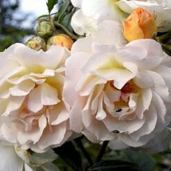 'Ghislaine De Féligonde' Rosa Moschata 'Ghislaine De Féligonde' (Moskusrose) A-Kvalitet,- Barrods Roser Min. 3 Grene -Plantetorvet p883 52402 rosa moschata ghislaine de feligonde moschatarose 47ee