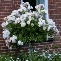 'Ghislaine De Féligonde' Rosa Moschata 'Ghislaine De Féligonde' (Moskusrose) A-Kvalitet,- Barrods Roser Min. 3 Grene -Plantetorvet p883 52403 rosa moschata ghislaine de feligonde moschatarose 3f94