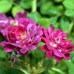 'Henri Martin' Rosa Centifolia Muscosa 'Henri Martin' (Mosrose) A-Kvalitet,- Barrods Roser Min. 3 Grene 5 'Henri Martin' Rosa Centifolia Muscosa 'Henri Martin' (Mosrose) A-Kvalitet,- Barrods Roser Min. 3 Grene -Plantetorvet p884 52428 rosa centifolia muscosa henri martin mosrose 91cc