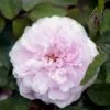 'Jacques Cartier' Rosa Portlandica 'Jacques Cartier' (Portlandrose) A-Kvalitet,- Barrods Roser Min. 3 Grene