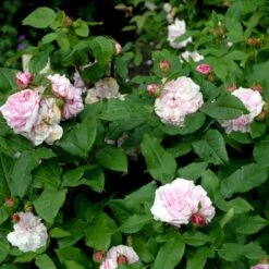 'Jacques Cartier' Rosa Portlandica 'Jacques Cartier' (Portlandrose) A-Kvalitet,- Barrods Roser Min. 3 Grene -Plantetorvet p887 52438 rosa portlandica jacques cartier portlandrose c973