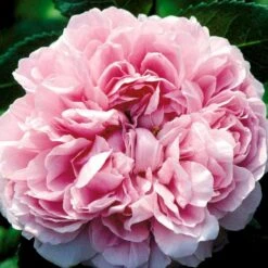 'Jacques Cartier' Rosa Portlandica 'Jacques Cartier' (Portlandrose) A-Kvalitet,- Barrods Roser Min. 3 Grene -Plantetorvet p887 52439 rosa portlandica jacques cartier portlandrose c652