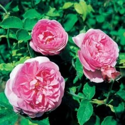'Louise Odier' Rosa Bourboniana 'Louise Odier' (Bourbonrose) A-Kvalitet,- Barrods Roser Min. 3 Grene -Plantetorvet p889 52448 rosa bourboniana louise odier bourbonrose c27f