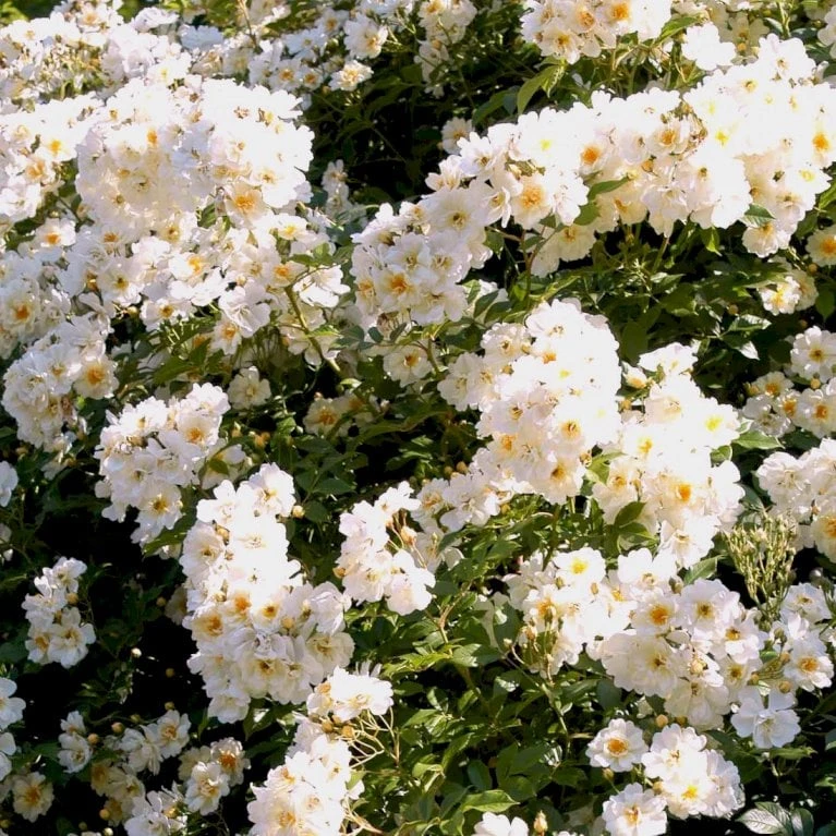 'Lykkefund' Rosa Helenae 'Lykkefund' (Slyngrose) A-Kvalitet,- barrods roser min. 3 grene 'Lykkefund' Rosa Helenae 'Lykkefund' (Slyngrose) A-Kvalitet,- Barrods Roser Min. 3 Grene -Plantetorvet p890 52449 rosa helenae lykkefund slyngrose 23b7