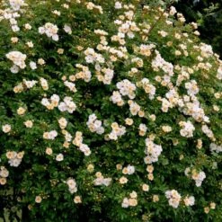 'Lykkefund' Rosa Helenae 'Lykkefund' (Slyngrose) A-Kvalitet,- Barrods Roser Min. 3 Grene 4 'Lykkefund' Rosa Helenae 'Lykkefund' (Slyngrose) A-Kvalitet,- Barrods Roser Min. 3 Grene -Plantetorvet p890 52450 rosa helenae lykkefund slyngrose ffb4