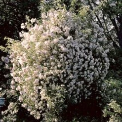 'Lykkefund' Rosa Helenae 'Lykkefund' (Slyngrose) A-Kvalitet,- Barrods Roser Min. 3 Grene 5 'Lykkefund' Rosa Helenae 'Lykkefund' (Slyngrose) A-Kvalitet,- Barrods Roser Min. 3 Grene -Plantetorvet p890 52451 rosa helenae lykkefund slyngrose 93e1