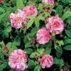 'Rosa Mundi' Rosa Gallica 'Rosa Mundi' (Gallicarose) A-Kvalitet,- Barrods Roser Min. 3 Grene -Plantetorvet p899 52871 rosa gallica rosa mundi gallicarose 4bec