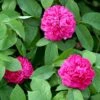 'Rose De Rescht' Rosa Bifera 'Rose De Rescht' (Damascenerrose) A-Kvalitet,- Barrods Roser Min. 3 Grene -Plantetorvet p900 52877 rosa bifera rose de rescht damascenerrose c7e9