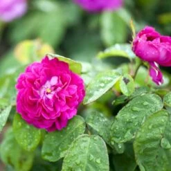 'Rose De Rescht' Rosa Bifera 'Rose De Rescht' (Damascenerrose) A-Kvalitet,- Barrods Roser Min. 3 Grene -Plantetorvet p900 52880 rosa bifera rose de rescht damascenerrose 8374