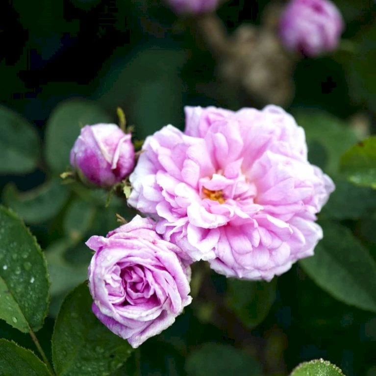 'Salet' Rosa Centifolia Muscosa 'Salet' (Mosrose) A-Kvalitet,- barrods roser min. 3 grene 'Salet' Rosa Centifolia Muscosa 'Salet' (Mosrose) A-Kvalitet,- Barrods Roser Min. 3 Grene -Plantetorvet p901 52887 rosa centifolia muscosa salet mosrose 6167