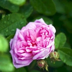 'Salet' Rosa Centifolia Muscosa 'Salet' (Mosrose) A-Kvalitet,- Barrods Roser Min. 3 Grene 4 'Salet' Rosa Centifolia Muscosa 'Salet' (Mosrose) A-Kvalitet,- Barrods Roser Min. 3 Grene -Plantetorvet p901 52888 rosa centifolia muscosa salet mosrose e162