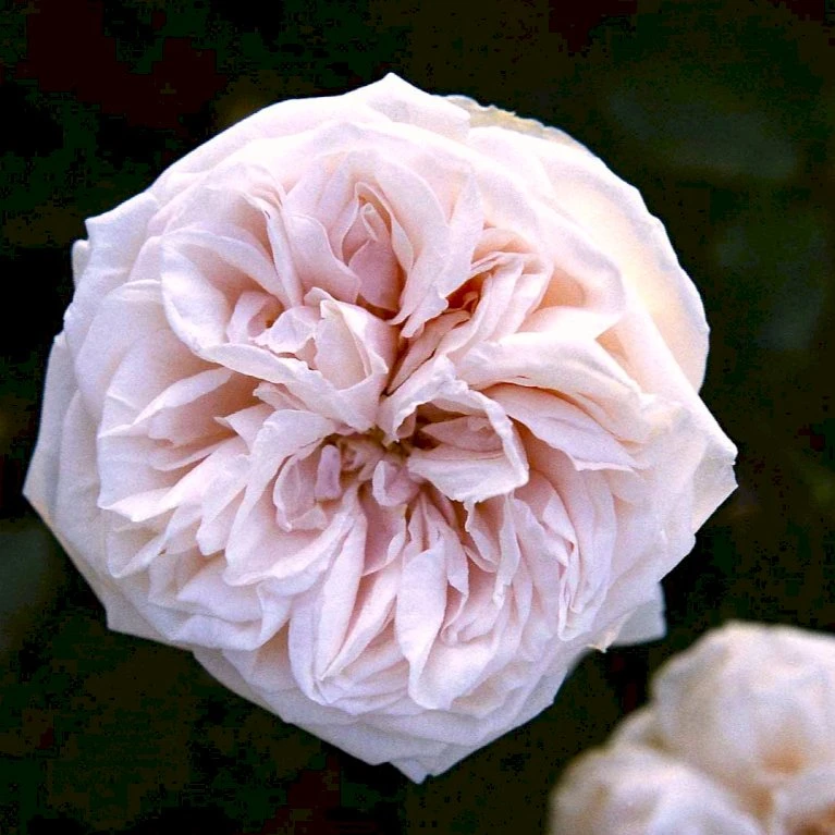 'Souvenier De La Malmaison' Rosa Bourboniana 'Souvenier De La Malmaison' (Bourbonrose) A-Kvalitet,- barrods roser min. 3 grene 'Souvenier De La Malmaison' Rosa Bourboniana 'Souvenier De La Malmaison' (Bourbonrose) A-Kvalitet,- Barrods Roser Min. 3 Grene -Plantetorvet p903 53283 rosa bourboniana souvenier de la malmaison bourbonrose cf3e