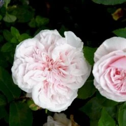 'Souvenier De La Malmaison' Rosa Bourboniana 'Souvenier De La Malmaison' (Bourbonrose) A-Kvalitet,- Barrods Roser Min. 3 Grene 4 'Souvenier De La Malmaison' Rosa Bourboniana 'Souvenier De La Malmaison' (Bourbonrose) A-Kvalitet,- Barrods Roser Min. 3 Grene -Plantetorvet p903 53284 rosa bourboniana souvenier de la malmaison bourbonrose 959c