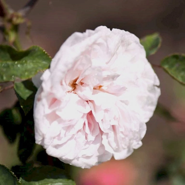 'Souvenier De La Malmaison' Rosa Bourboniana 'Souvenier De La Malmaison' (Bourbonrose) A-Kvalitet,- barrods roser min. 3 grene 'Souvenier De La Malmaison' Rosa Bourboniana 'Souvenier De La Malmaison' (Bourbonrose) A-Kvalitet,- Barrods Roser Min. 3 Grene -Plantetorvet p903 53285 rosa bourboniana souvenier de la malmaison bourbonrose cbc8