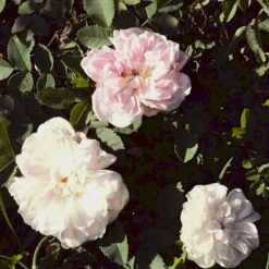 'Stanwell Perpetual' Rosa Pimpinellifolia 'Stanwell Perpetual' (Klitrose) A-Kvalitet,- Barrods Roser Min. 3 Grene -Plantetorvet p905 52908 rosa pimpinellifolia stanwell perpetual buskrose 4fe9