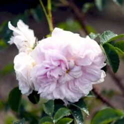 'Stanwell Perpetual' Rosa Pimpinellifolia 'Stanwell Perpetual' (Klitrose) A-Kvalitet,- Barrods Roser Min. 3 Grene -Plantetorvet p905 52909 rosa pimpinellifolia stanwell perpetual buskrose 8483