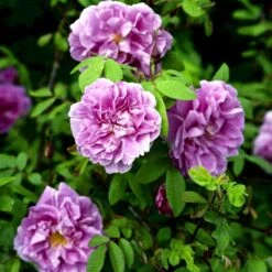 Rynket Rose 'Thérèse Bugnet' Rosa Rugosa 'Thérèse Bugnet' A-Kvalitet,- Barrods Roser Min. 3 Grene -Plantetorvet p906 52282 rosa rugosa therese bugnet 13c7