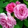 'Zéphirine Drouhin' Rosa Bourboniana 'Zéphirine Drouhin' (Bourbonrose) A-Kvalitet,- Barrods Roser Min. 3 Grene 2 'Zéphirine Drouhin' Rosa Bourboniana 'Zéphirine Drouhin' (Bourbonrose) A-Kvalitet,- Barrods Roser Min. 3 Grene -Plantetorvet p909 52938 rosa bourboniana zephirine drouhin bourbonrose 6036