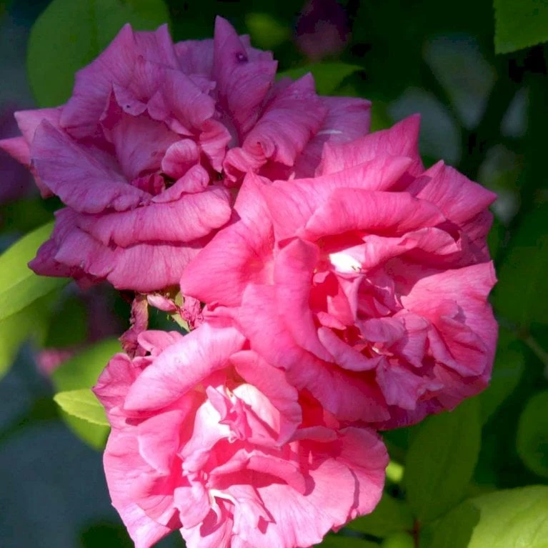 'Zéphirine Drouhin' Rosa Bourboniana 'Zéphirine Drouhin' (Bourbonrose) A-Kvalitet,- barrods roser min. 3 grene 'Zéphirine Drouhin' Rosa Bourboniana 'Zéphirine Drouhin' (Bourbonrose) A-Kvalitet,- Barrods Roser Min. 3 Grene -Plantetorvet p909 52939 rosa bourboniana zephirine drouhin bourbonrose 69d9