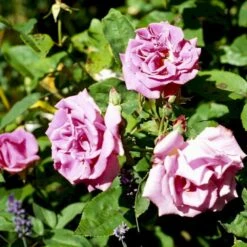 'Zéphirine Drouhin' Rosa Bourboniana 'Zéphirine Drouhin' (Bourbonrose) A-Kvalitet,- Barrods Roser Min. 3 Grene 5 'Zéphirine Drouhin' Rosa Bourboniana 'Zéphirine Drouhin' (Bourbonrose) A-Kvalitet,- Barrods Roser Min. 3 Grene -Plantetorvet p909 52940 rosa bourboniana zephirine drouhin bourbonrose 8263