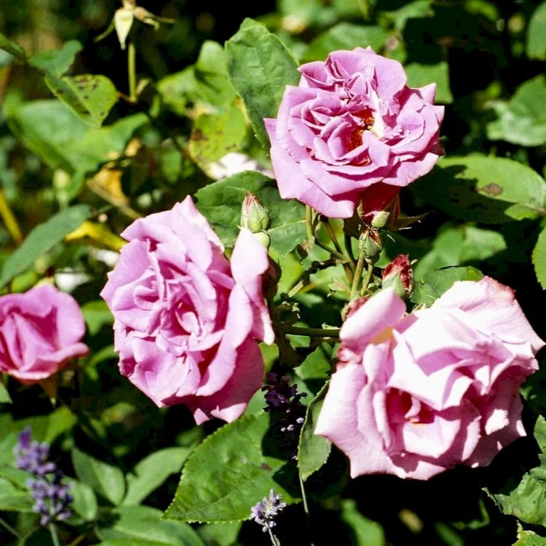 'Zéphirine Drouhin' Rosa Bourboniana 'Zéphirine Drouhin' (Bourbonrose) A-Kvalitet,- barrods roser min. 3 grene 'Zéphirine Drouhin' Rosa Bourboniana 'Zéphirine Drouhin' (Bourbonrose) A-Kvalitet,- Barrods Roser Min. 3 Grene -Plantetorvet p909 52940 rosa bourboniana zephirine drouhin bourbonrose 8263