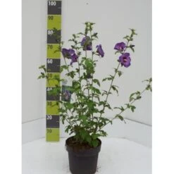 Syrisk Rose 'Marina' Hibiscus Syriacus 'Marina' Potte 4,0 Liter,- 50-60 Cm.