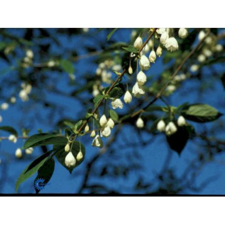 Halesia Carolina Sneklokketræ Med klump,- 125-150 cm. Halesia Carolina Sneklokketræ Med Klump,- 125-150 Cm. -Plantetorvet p974 794 halesia carolina f22e