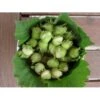 Storfrugtet Hassel 'Halleske Kæmpe' Corylus Maxima 'Halleske Kæmpe' 7,5 Liter Potte -Plantetorvet p979 799 corylus maxima halleske kaempe 36b5