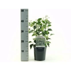 Busk-Vedbend 'Arborescens' Hedera Helix 'Arborescens' Potte 2,0 Liter,- 40-60 Cm.