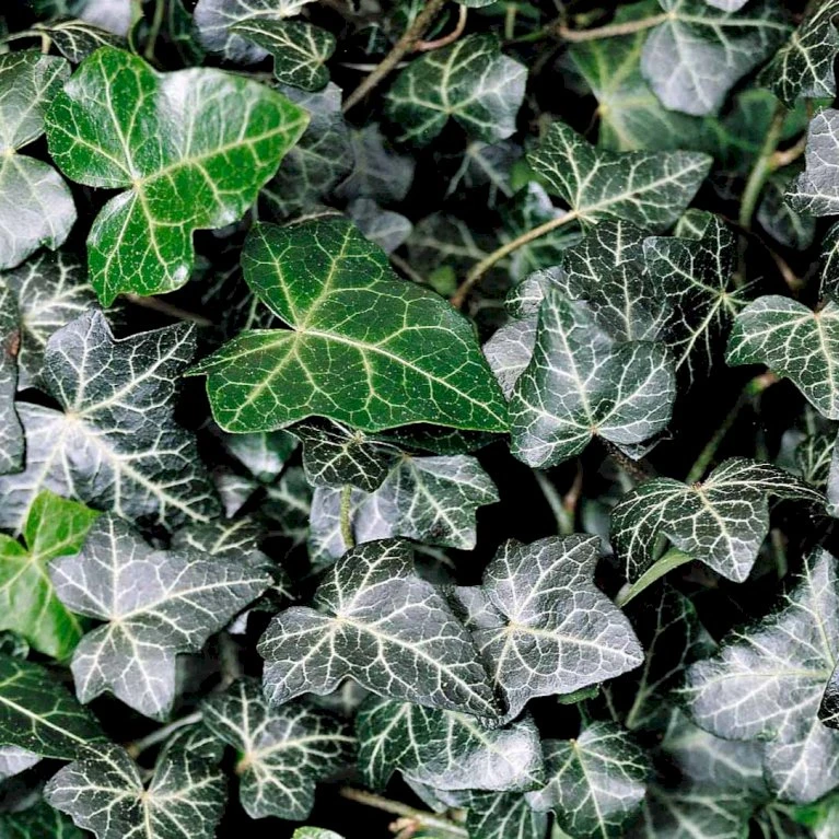 Småbladet Efeu Hedera Helix Potte 2,0 liter,- Opbundet Småbladet Efeu Hedera Helix Potte 2,0 Liter,- Opbundet -Plantetorvet p987 48703 hedera helix a234