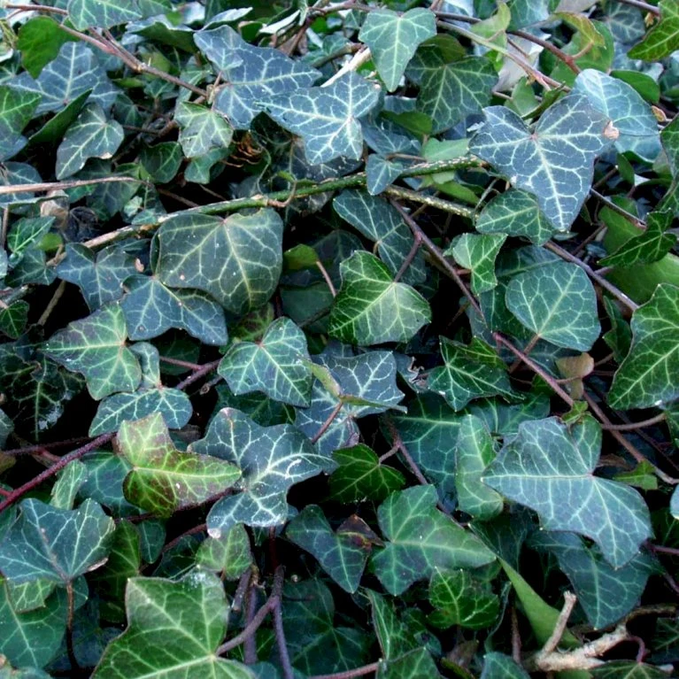 Småbladet Efeu Hedera Helix Potte 2,0 liter,- Opbundet Småbladet Efeu Hedera Helix Potte 2,0 Liter,- Opbundet -Plantetorvet p987 48704 hedera helix 71c3