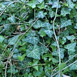 Småbladet Efeu Hedera Helix Potte 2,0 Liter,- Opbundet 4 Småbladet Efeu Hedera Helix Potte 2,0 Liter,- Opbundet -Plantetorvet p987 48705 hedera helix b1d0