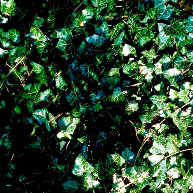 Småbladet Efeu Hedera Helix Potte 2,0 liter,- Opbundet Småbladet Efeu Hedera Helix Potte 2,0 Liter,- Opbundet -Plantetorvet p987 48706 hedera helix 027c