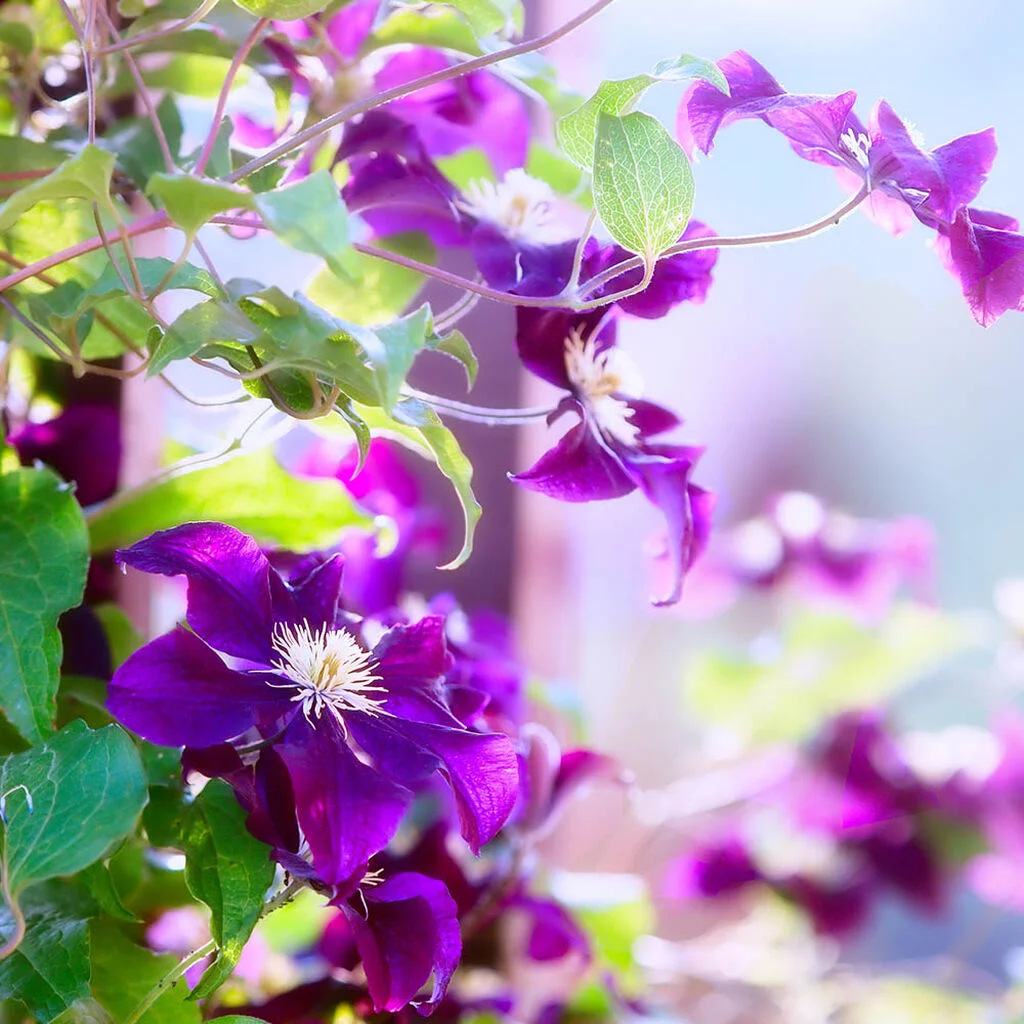 Plantetorvet -Plantetorvet klatreplanter klematis